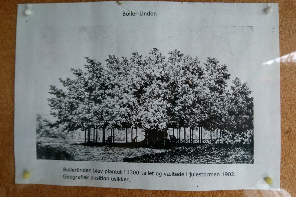 Фотография старой липы ( Boller-Linden)