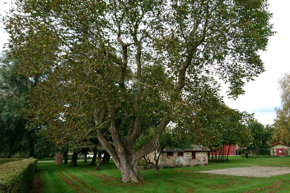 Старый грецкий орех в парке возле центра пива (Biecentret), г. Хобро, Дания