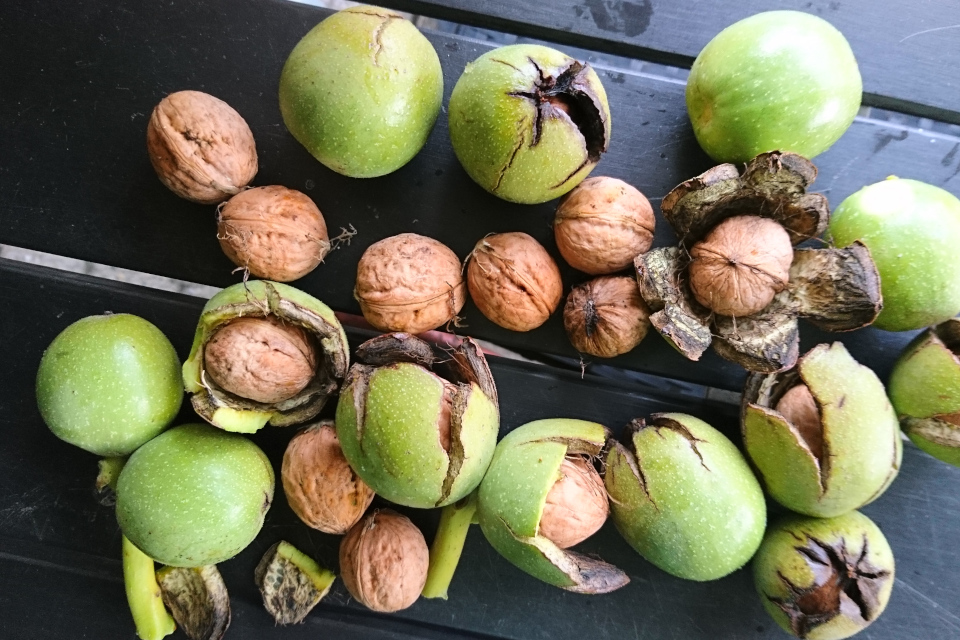 Плоды грецкого ореха, сорт с тонкой скорлупой, 8, мой сад, г. Хойбьяу / Højbjerg, Дания