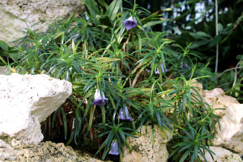 Несокодон маврикийский (Nesocodon mauritianus) в оранжереи ботанического сада г. Орхус 