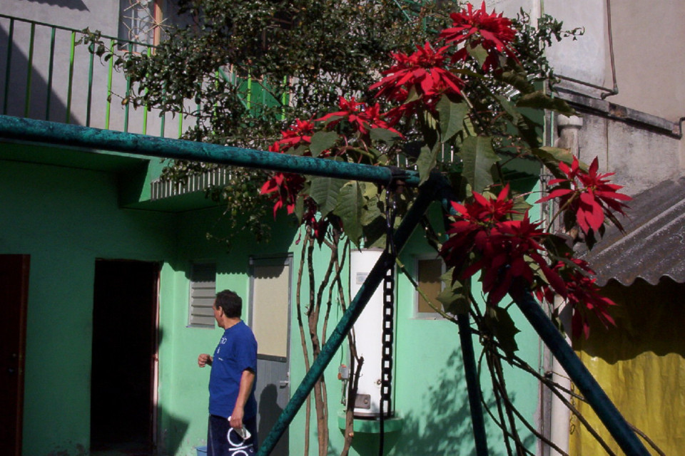 Цветущая пуансеттия (Euphorbia pulcherrima) во дворе частного дома, Мексика