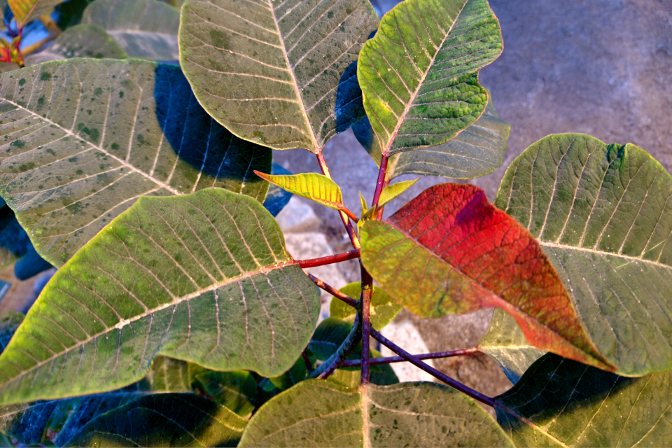 Лист-хамелеон пуансеттии в ботаническом саду г. Орхус / Aarhus, Дания