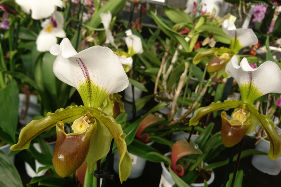 Орхидея пафиопедилум или Венерин башмачок (лат. Paphiopedilum)