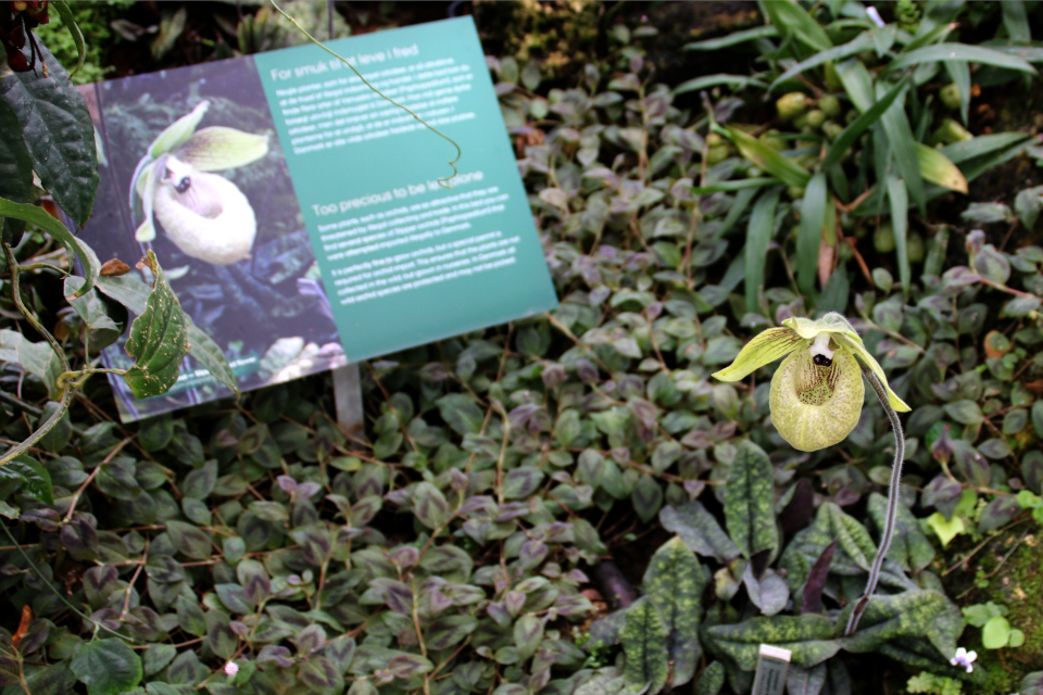 Пафиопедилум малипо (лат. Paphiopedilum malipoense) в ботаническом саду 