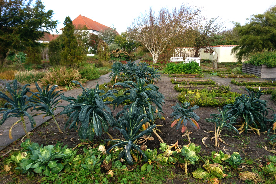 Огород с разными видами капусты, монастырь Витскол