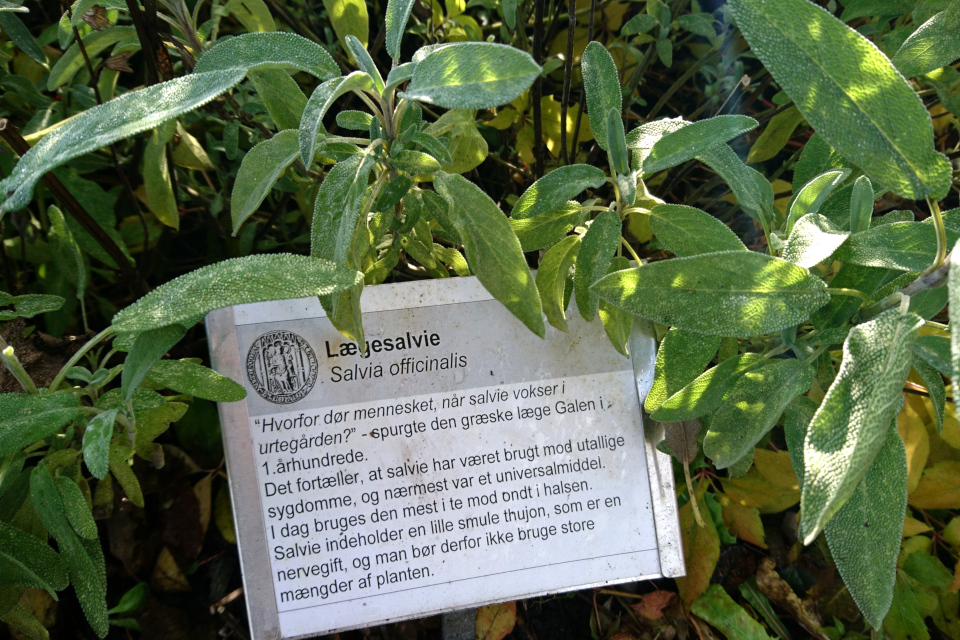 Шалфей лекарственный (salvia officinalis) - ароматное растение