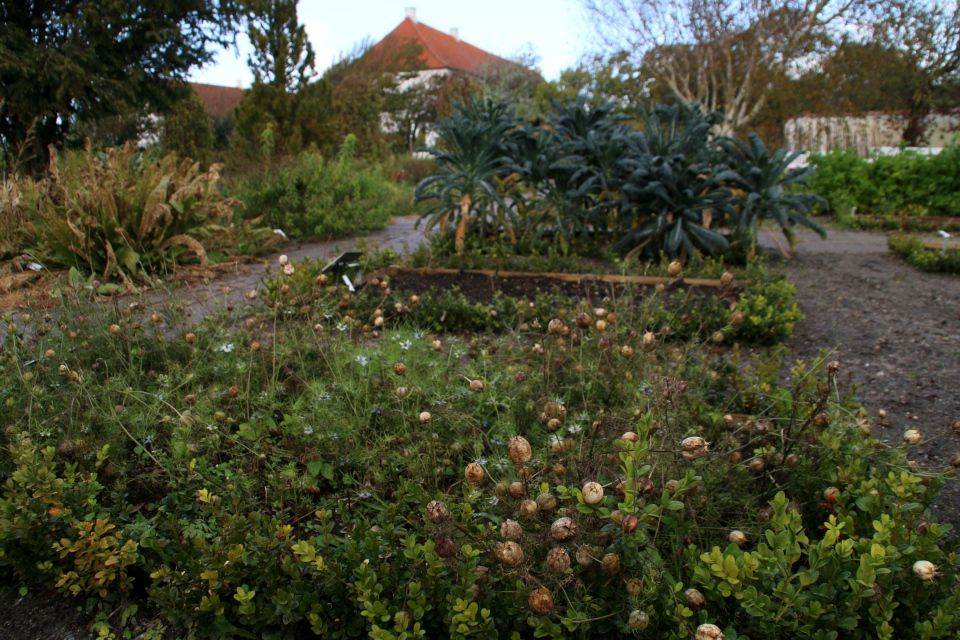 Нигелла (Nigella) на грядках в отделе пряных растений монастырского сада Витскол. 