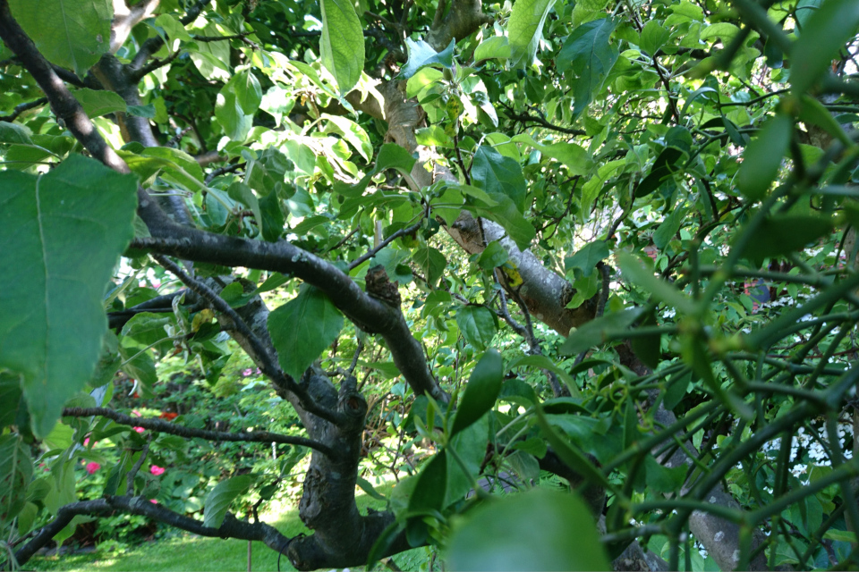 Омела белая на яблоне. Фото 2 июн. 2019, сад моего соседа Йенса
