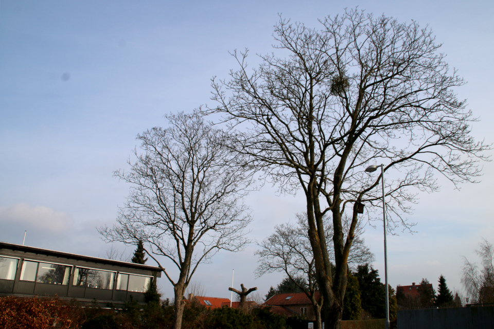 Дикорастущая омела белая на дереве. Фото 9 фев. 2018, г. Рисков / Risskov, Дания