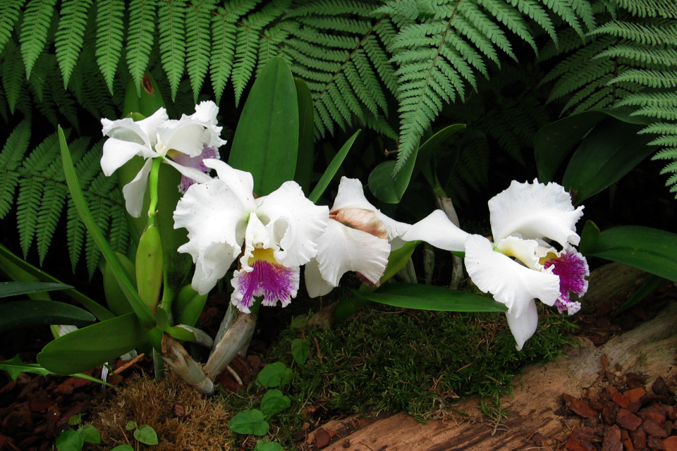 Орхидея каттлея Cattleya trianae) - национальный цветок Колумбии.