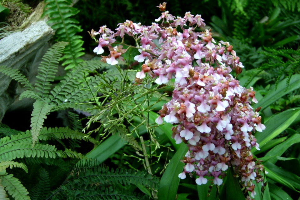 Обильноцветущая орхидея в тропической оранжерее парка Йесперхус 
