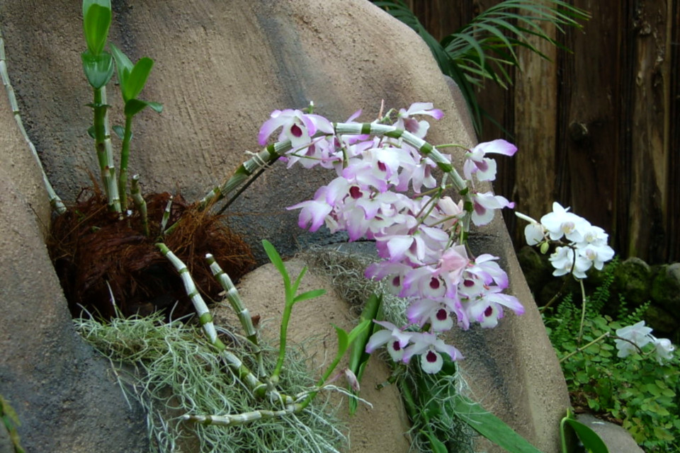 Цветущий дендробиум на скалистой горке тропической оранжереи