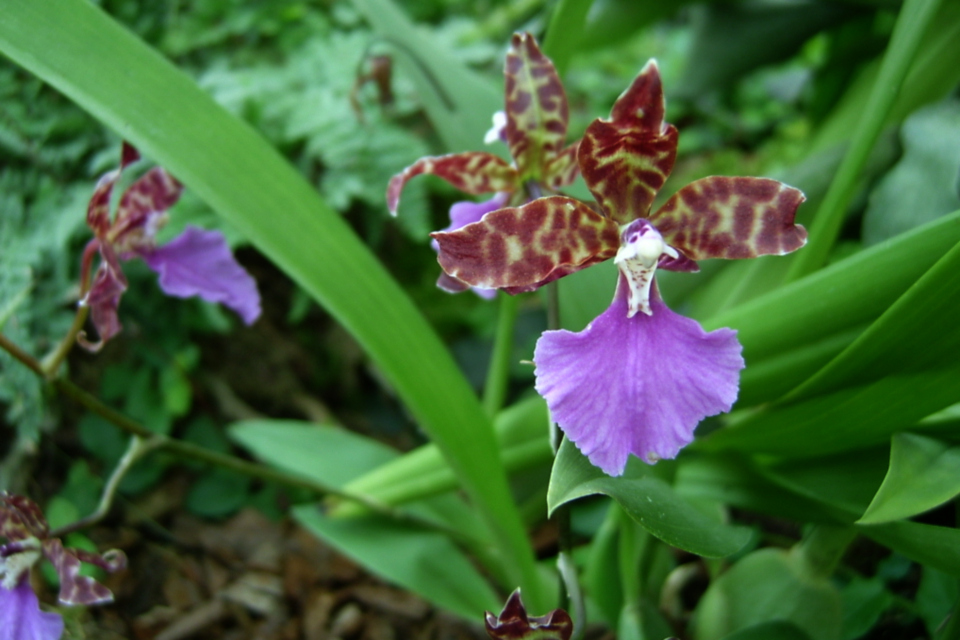 Ароматная орхидея Зигопеталум