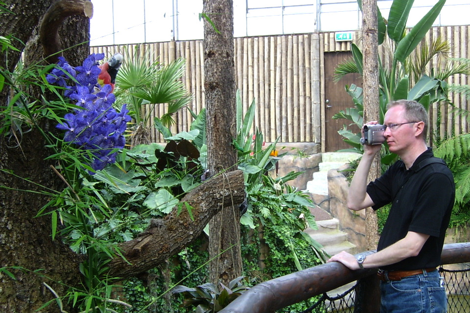 Орхидея Ванда и попугай в тропической оранжереи парка Йесперхус