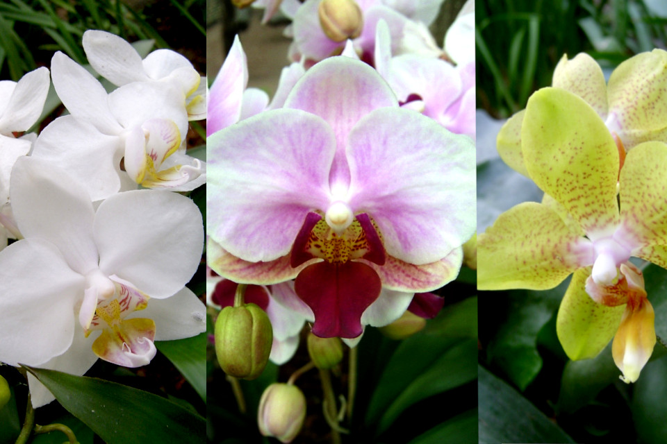 Разные окраски цветов орхидей-фаленопсис
