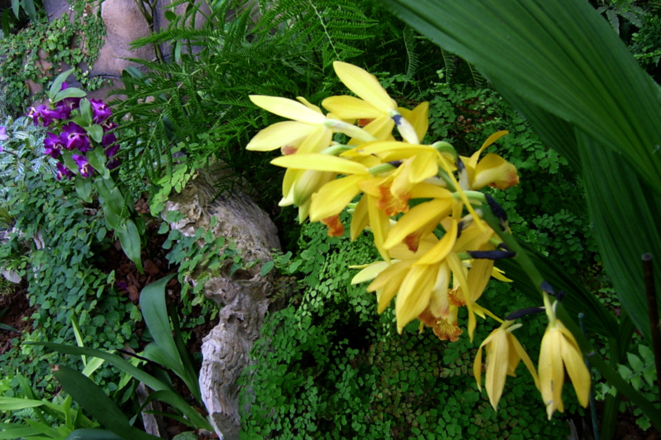 Орхидея фаюс в тропической оранжереи парка Йесперхус