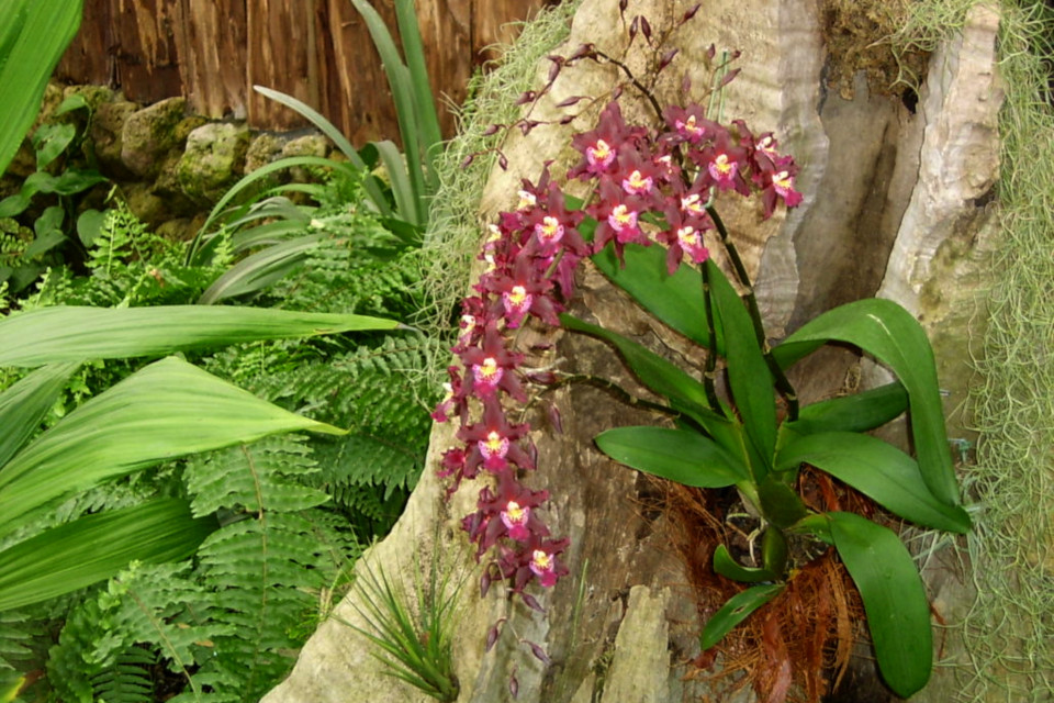 Цветущая орхидея на стволе дерева, парк Йесперхус (Jesperhus Feriepark)