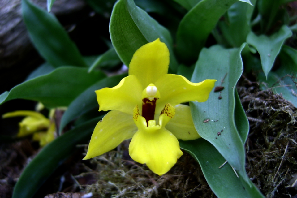Орхидея в тропической оранжереи парка Йесперхус (Jesperhus Feriepark)