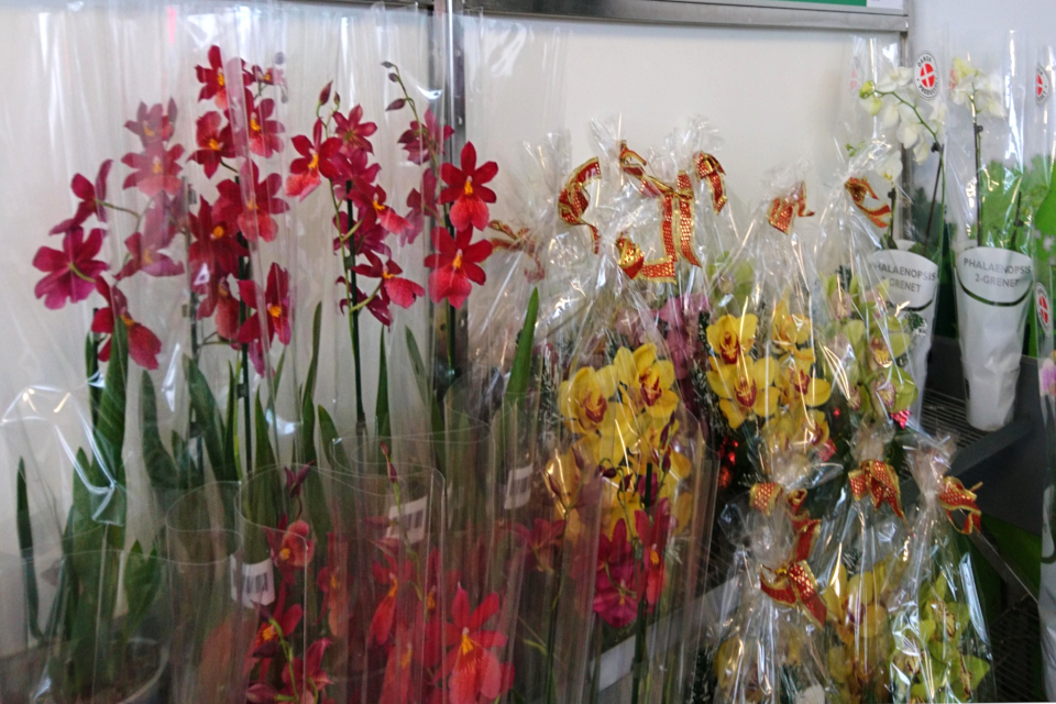 Орхидомания в Дании - в продаже орхидеи в горшках и в букетах