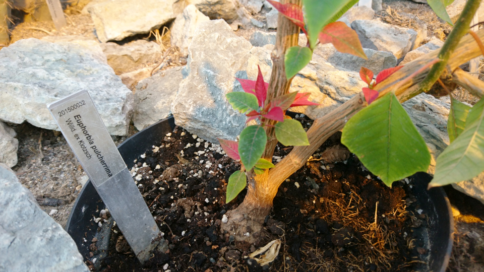 Пуансеттия (лат. Euphorbia pulcherrima Willd. ex Klotzsch) в ботаническом саду г. Орхус, Дания. Фото 3 фев. 2019
