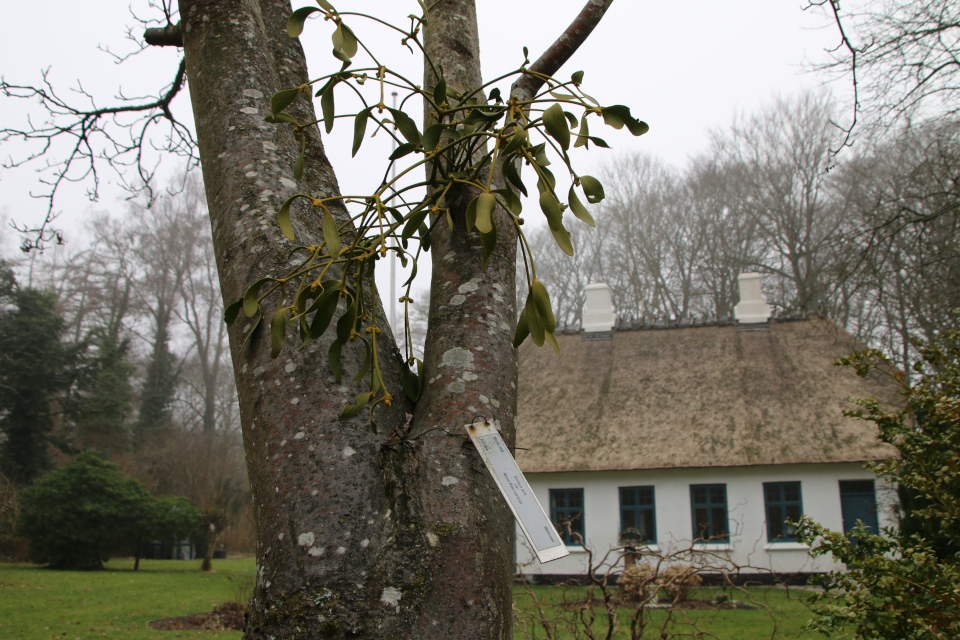 Рябина круглолистная (дат. Aksel-Røn, лат. Sorbus aria) с белой омелой. Лесной ботанический сад г Орхус, Дания. 1 фев. 2023