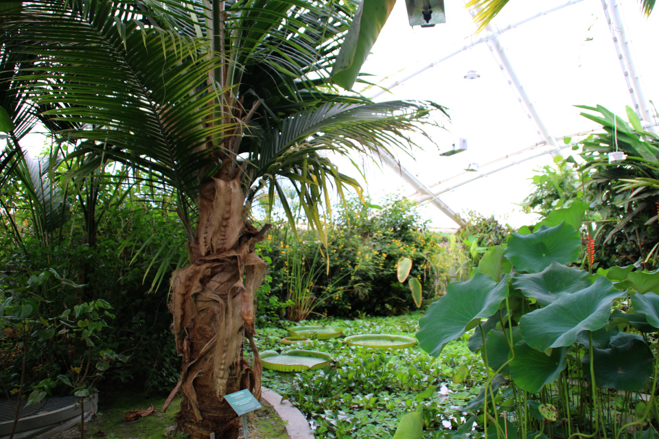 Кокосовая пальма (Cocos nucifera) в тропическом отделе ботанического сада, Дания