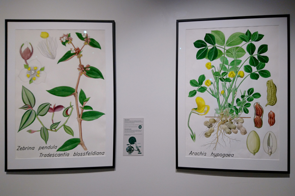 Ботанические детали: Зебрина висячая (Zebrina pendula) и Арахис (Arachis hypogaea)