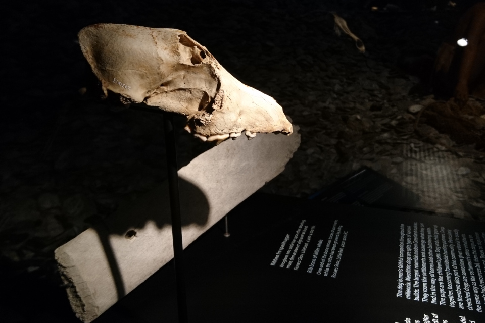 Череп собаки, 5400-4000 г. до н. э., Эртебёлле