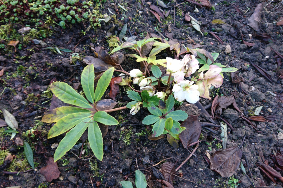 Морозник чёрный цветет в палисаднике частного сада возле дороги