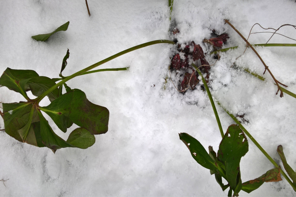 Под снегом видны бутончики будущих цветов морозника восточного