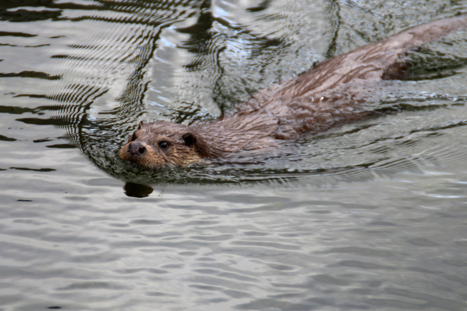 Речная выдра (Lutra lutra) в биопарке Аква (AQUA Akvarium & Dyrepark), Дания