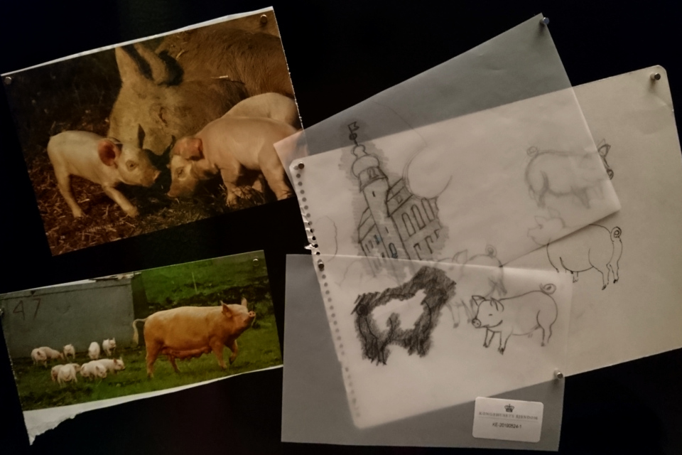 Зарисовки свиней, которые делала королева Маргрете II 