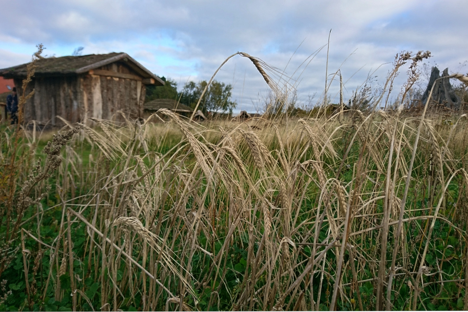 Зерновые культуры в парке каменного века Эртебёлле / Stenaldercenter Ertebølle