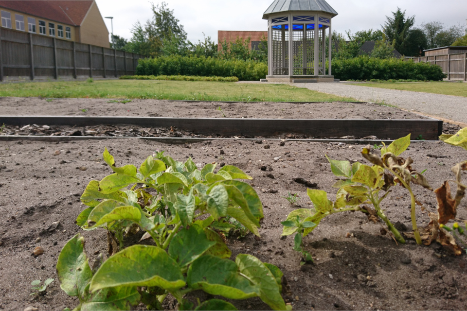 Грядка с картофелем. Фото 17 июл. 2019, сад Коменского, Кристиансфельд, Дания