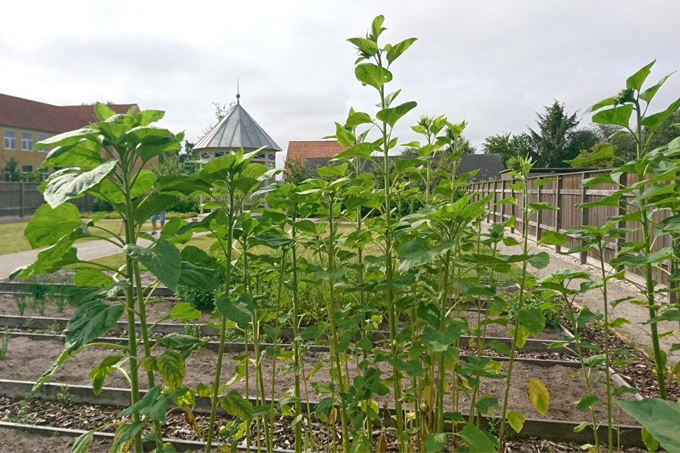 Подсолнечник масличный (Helianthus annuus) на школьных грядках