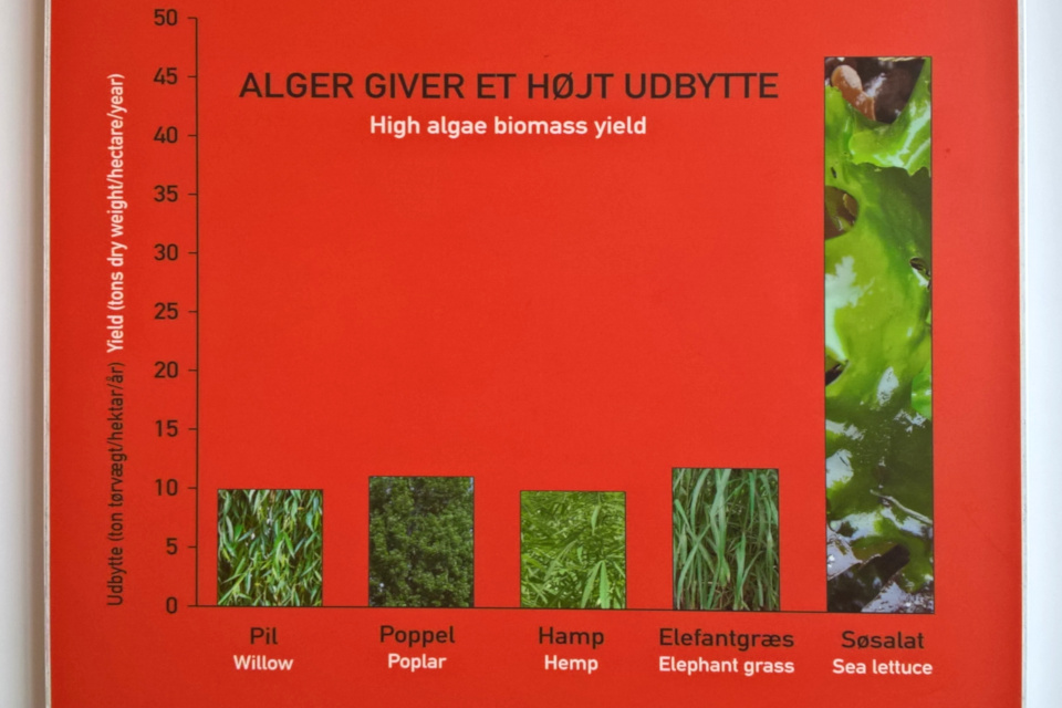 Сравнение продукции биомассы водорослей и других быстрорастущих растений
