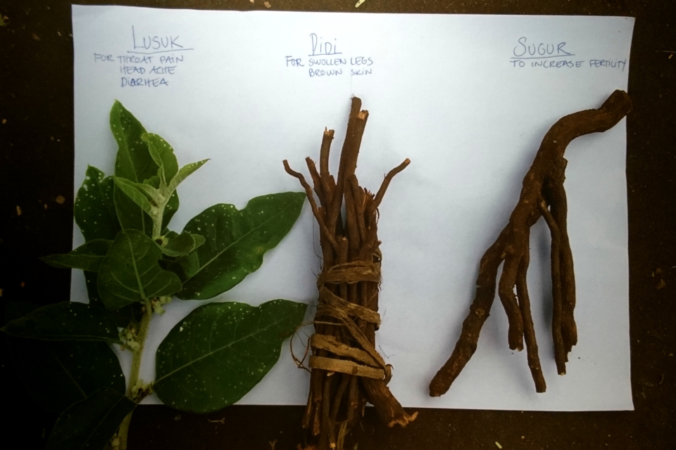  Лекарственые растения, Уганда: Lusuk, Didi, Sugur