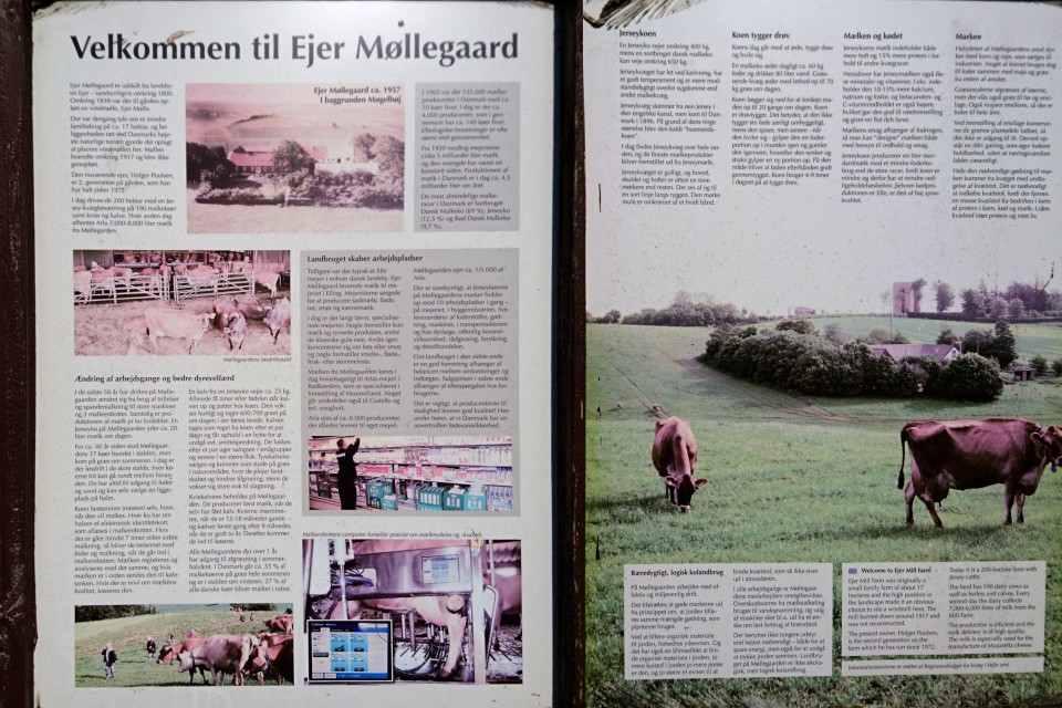 Информация про хозяйство Айер Мёллергорд (Ejer Møllergård) и коров