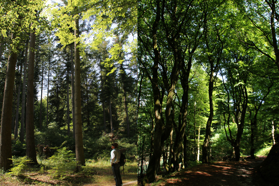 Лесопосадки пихты дугласа (слева) и буковый лес троллей (справа)