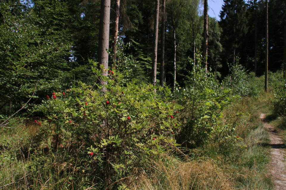 Красная бузина в лесу с пихтами дуглас, Фуссинг / Fussing
