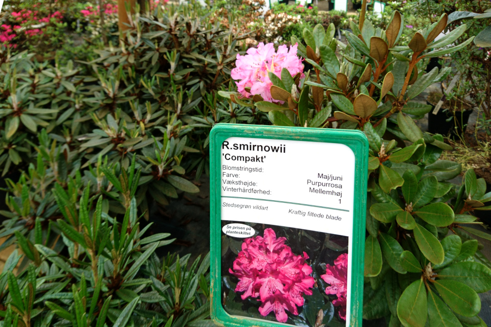 Рододендрон Смирнова (Rhododendron smirnowii)