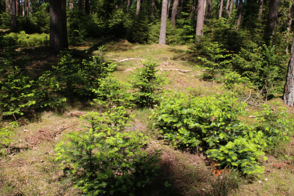 Пихты (Abies grandis) среди сосен, Дания