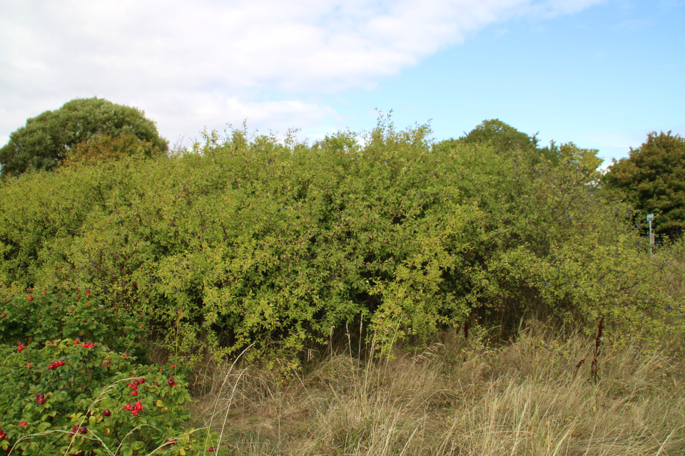 Заросли тёрна (лат. Prunus spinosa), возле которых растет шиповник морщинистый 