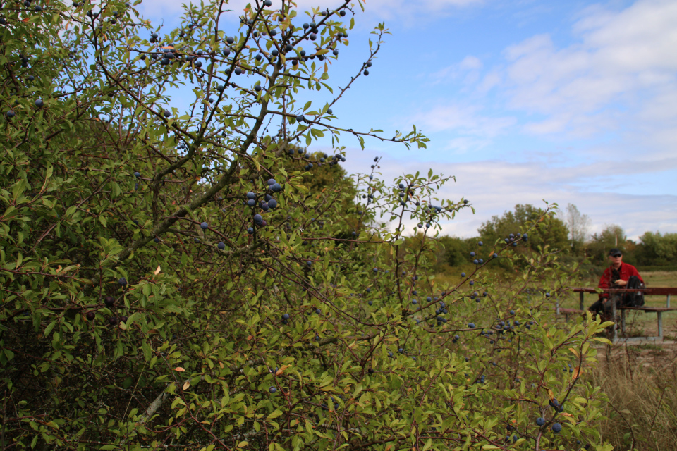 Тёрн (лат. Prunus spinosa, дат. Slåen) образует большие заросли возле парковки. 