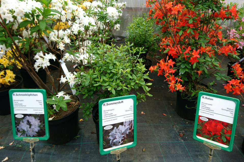 Азалии “Schneeköpfchen”, “Sommerduft” и “Satan” в питомнике Rhododendron-Haven