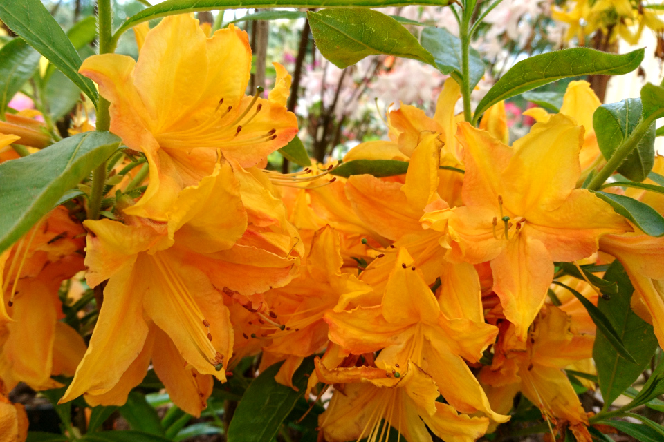 Ароматная азалия “Golden lights” в питомнике Rhododendron-Haven
