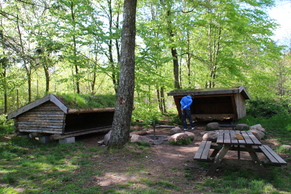 Деревянные хижины шелтер (shelter) с зелеными крышами в лесу