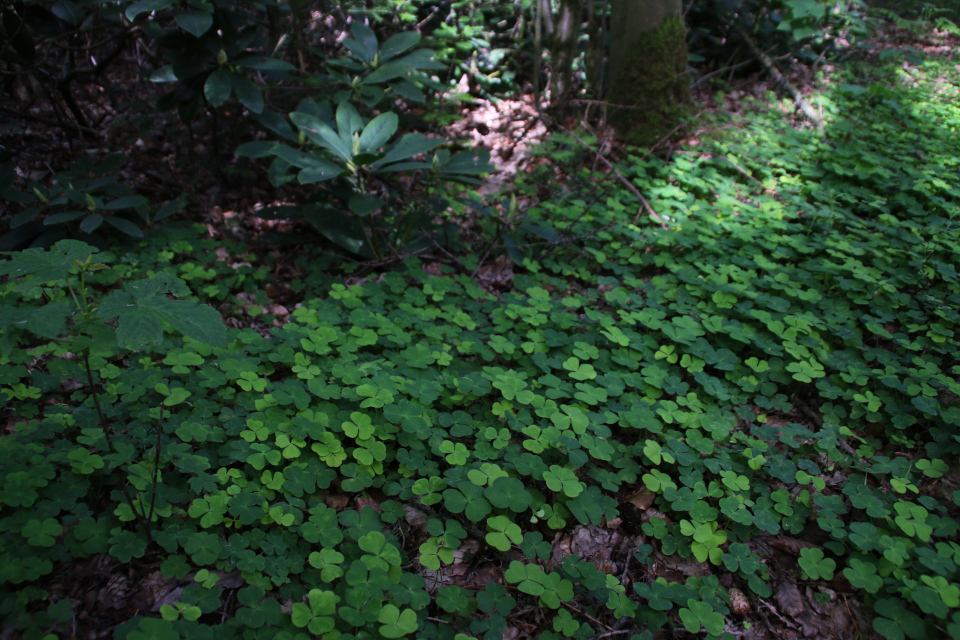 Кислица обыкновенная (oxalis acetosella), Дания