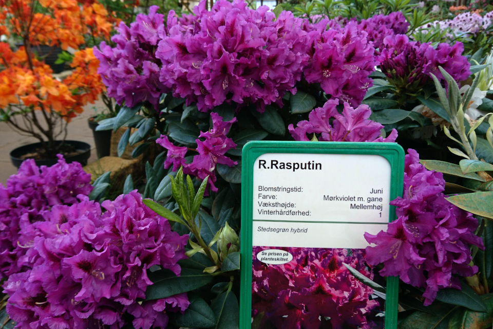 Роскошноцветущий рододендрон “Rasputin”