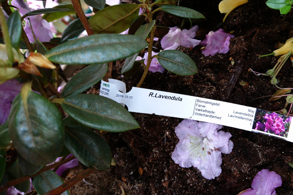 Рододендрон Lavanda (Rhododendron Lavendula)